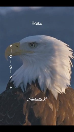 Haïku « L’aigle » de Nathalie L. #haïku #poème #poesie #animaux #aigle #asmr #nature #animals #love