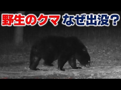 安佐動物公園に野生のクマ なぜ出没？｜被害を出さないために重要なのは人とクマのすみ分け