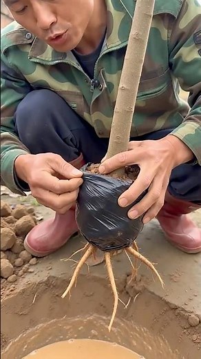 Best way to Planting, any trees and plants #diygarden #gardening
