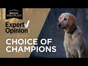 Performance Hunting Dog Food Trusted by Pros and Proven by Champions