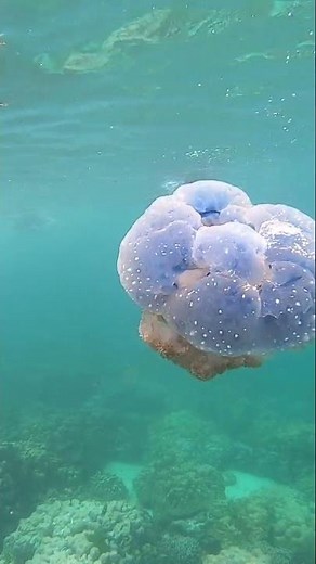 Samudri Jeev video | समुद्री जीव वीडियो | sea ​​creatures videos | karishn sihmar