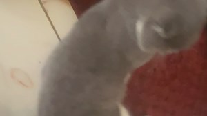 啪啪啪啪啪啪啪啪啪啪啪啪啪-使点劲挠挠！！！3.0