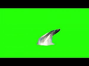 Whales Jump || GREENSCREEN || VFX ||