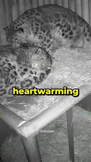 Loveliest Leopard Couple You'll Ever See… This is TRUE Love! 🐆😍🥺