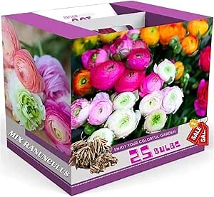 Ranunculus Bulbs for Planting, 25 Mix Ranunculus Bulbs for Fall Planting, French Peony Ranunculus Corms Bulk Ranunculus Flowers Buttercups, Butterfly Ranunculus Bulbs to Grow