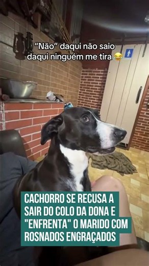 Cachorro se recusa a sair do colo da dona e "enfrenta" o marido com rosnados engraçados! 🐶🤣