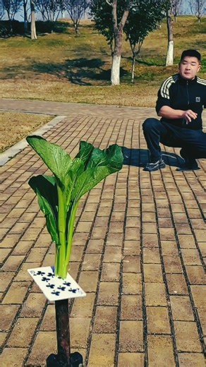 Shamshad Ansari on Instagram: "5 Dec 2025 ! how to playing a card ! #reels #viral #video"