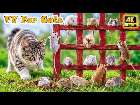 🔴 Ultimate Mouse Videos for Cats 📺 Non-Stop Action Mouse Video for Home-Alone Cats－Cat Entertainment