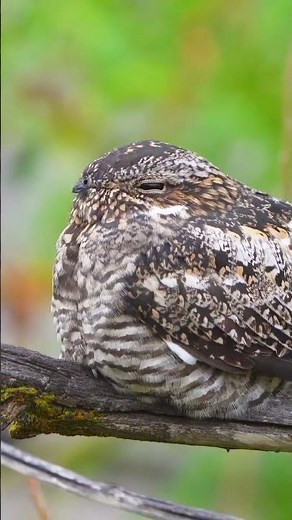 common nighthawk (Chordeiles minor)