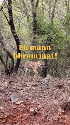 Ranthambore National Park Safari | India’s Ultimate Wildlife Experience 🐅 #travelshorts