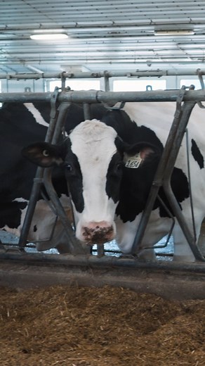 🥛🐄 Discover Dairy at the Rayner Dairy Research and Teaching Facility! 🐄🥛 Come visit Saskatoon’s last working milking facility, open weekdays from 12:30–4:30 PM, and it’s FREE! Watch a robot milking in action, and if you’re lucky, catch a parlour milking too! This isn’t just a farm, it’s a hub for hands-on learning and cutting-edge research, where undergrads to PhDs dive into the science of dairying. Come see where education, innovation, and Saskatchewan dairy pride meet! 💡🧪🐮 #RaynerDairyF