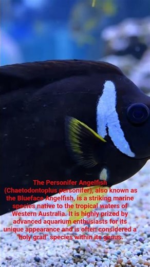 #why this #angelfish is so unique