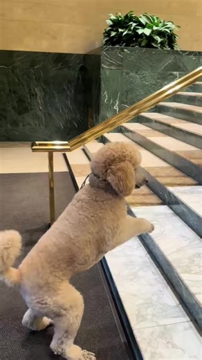 Pappy always try so hard to do so good. This is Pappy rocking the film is not sped up. This is the real Pappy doing this thing. Pappy makes you happy. #PappyThePoodle. #PappyStroll. #JoyToTheWorld. @ Tucker’s dog food.