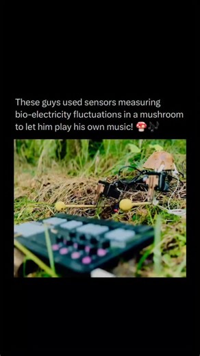 Alpha Learn on Instagram: "This isn’t just a mushroom — it’s a musician in the woods 🎶🍄 In Tintwistle near Manchester, sensors were attached to a wild mushroom to measure its bio-electrical signals. Those natural electrical fluctuations were then translated into data, which controlled robotic arms playing a synthesizer in Ableton Live. Essentially, the mushroom’s living energy became music — nature composing its own melody through science and sound. 🌿🎹 #Viral #explorepage #trending #instagra