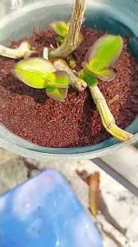 DIY Flower Flash, DIY Leaf Flash. #sciencefacts #orchid #scienceexperiment