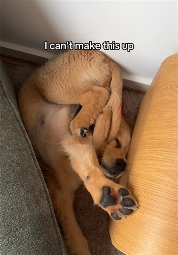 Golden Retriever Puppy Sleeps Through Anything