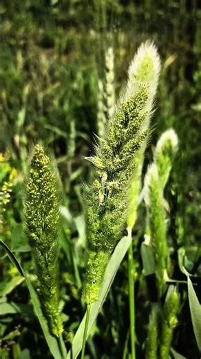 “Nature Close-Up 🌿 | Do You Know This Plant?” | Foxtail like grass