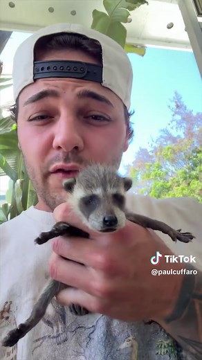 Baby Raccoon Rescue Update: Heading to Rehabilitation Center