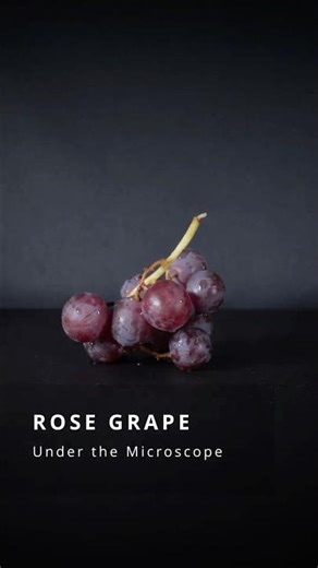 Rose Grape Skin Under the Microscope