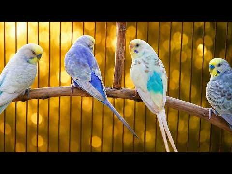 10 Hr Help Quiet Parakeets Sing by Playing This, Cute Budgies Chirping. Reduce Stress of lonely Bird