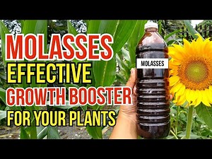 Molasses as an Effective Plant Growth Booster