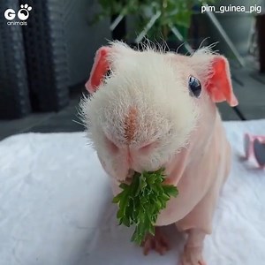 259K views · 13K reactions | If you’ve never heard of skinny pigs you have to meet Pim! 殺 @pim_guinea_pig | Furry Tails | Facebook