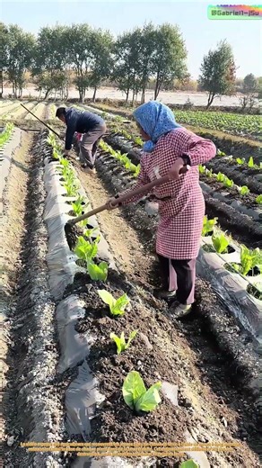 Tucking In : l'art ancestral de l'agriculture en buttes
