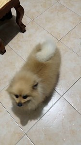 My dog was this healthy a literally a week ago and is now unable to walk.