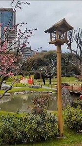 Nos conmueve su floración...🌸⛩️ 🎌Sakura, flor del cerezo 🌸💮🌸 Disfrutamos juntos de este acontecimiento...🇦🇷🇯🇵❤️ Este vídeo es de hoy...🗓️🙌 🎥@paula3n | Jardín Japonés