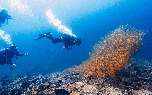 【水肺潜水】五分钟告诉你，在仙本那学OW是什么样的惊喜体验