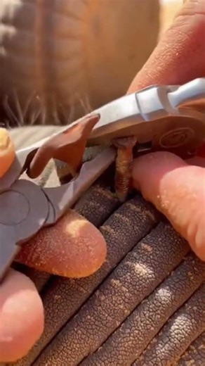 elephant rescue #shorts #youtubeshorts