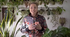 6.8K views · 157 reactions | This 15 pound flower smells like death. #rafflesia #flower #plant #ontario #plantsmakepeoplehappy | Animalogic | Facebook