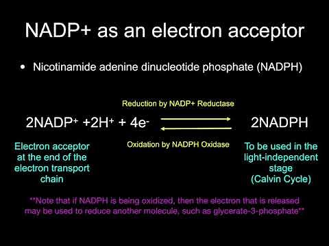 8.3 Oxidation and Reduction of Electron Carriers in Photosynthesis