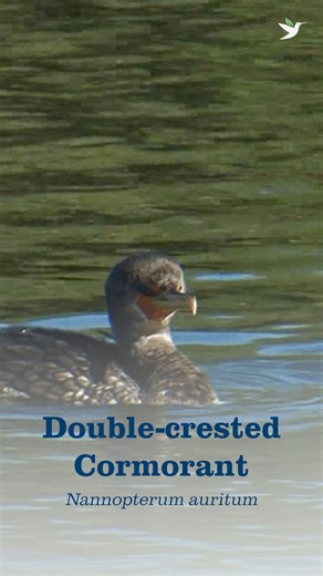 9.1K views · 158 reactions | ☀️ Striking a pose on docks, jetties,...