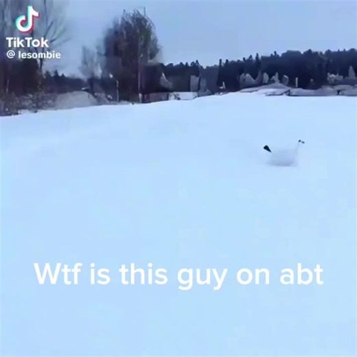 dumb ahh bird