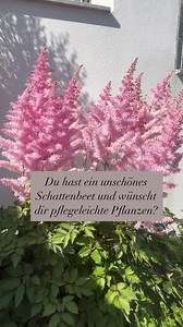 🌫️✨ Die Schattenkönigin, die aussieht wie Pampasgras im Feenmodus – hast du schon die Astilbe in deinem Garten? Du glaubst, Schattenbeete sind langweilig? Dann hast du die Astilbe oder aber auch Prachtspiere genannt noch nicht kennengelernt. 💗 Ich habe sie in Rosa – weil sie dort Farbe zaubert, wo sonst nur Grün herrscht. 🪄 Ihre federleichten Blüten wirken wie Miniatur-Pampasgras – aber sie liebt den Schatten statt der Sonne. Sie ist winterhart, pflegeleicht und absolut zuverlässig – Jahr für
