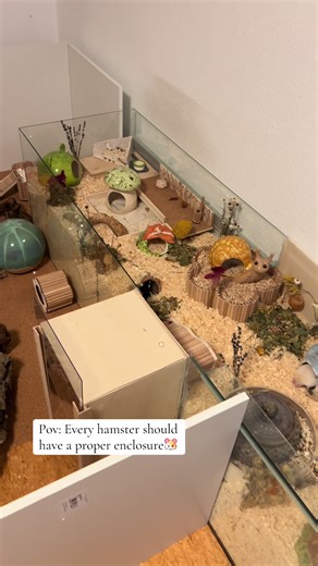 Proper Enclosure Tips for Happy Hamsters