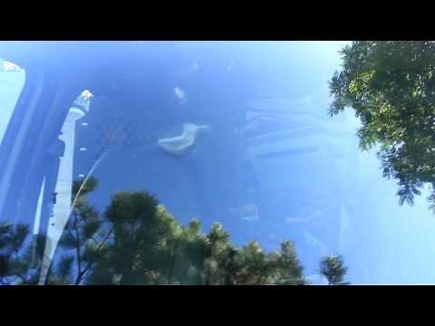 Tree Sap Removal From Car Windshield