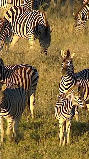Discover the Untamed Beauty of Botswana National Parks | African Safari Adventure 🐘🦁