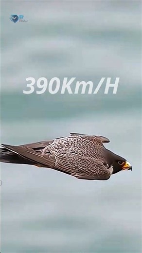 Peregrine Falcon Nature’s Fastest Predator 🦅⚡