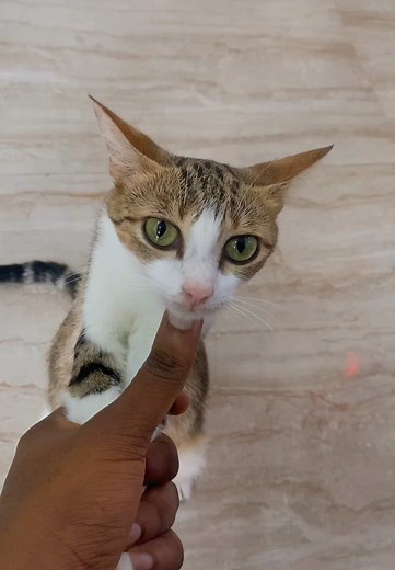 Understanding Pregnancy in Cats: What to Expect