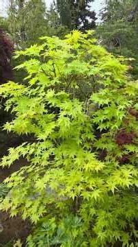 BEFORE AND AFTER PRUNING JAPANESE MAPLES SUMMER GOLD - AMAZING MAPLES