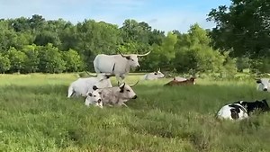 Just a swimming | Ima Survivor Donkey and Farm Animal Sanctuary