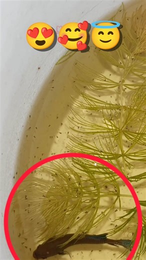 1 day old betta fry food||Betta fish breeding.🌸🤗😇🥰🤤