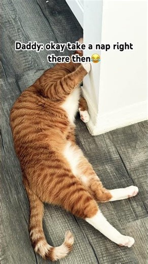 Funny Cat Videos #shorts #cat #funnyanimal #viral