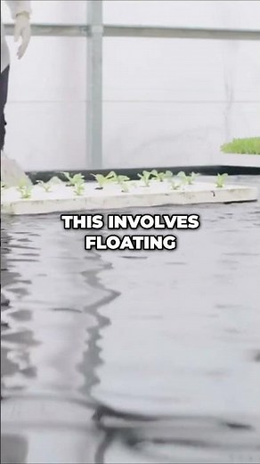 Floating Raft Deep Water Culture Hydroponics