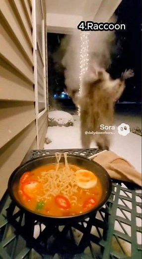 Ranking funny Reactions: Animals eating Spicy meal #funny #viral #foodchallenge