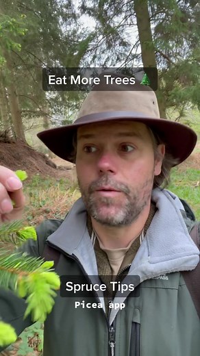 Discover the Citrus Burst of Spruce Tips - Wild Food Foraging