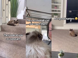 651K views · 39K reactions | What It's Like Living With A Himalayan Cat | Charlie The Golden | Facebook
