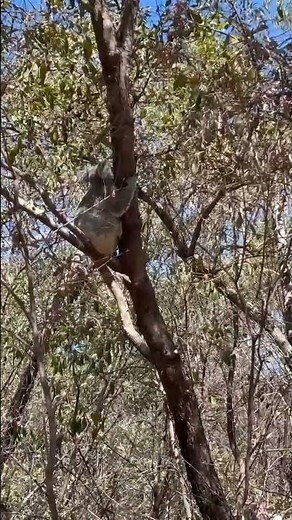 Caught this sleepy koala chilling high up in the trees 🐨🌿 Nature's cutest climber! #koala #wildlife
